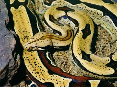 Serpent