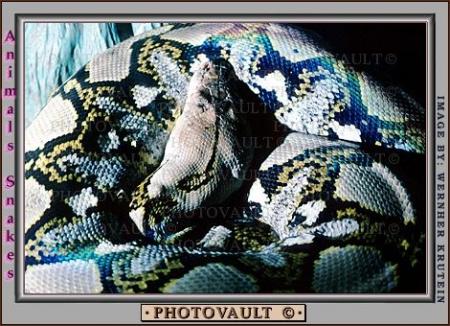 Serpent
