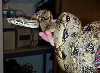 Serpent