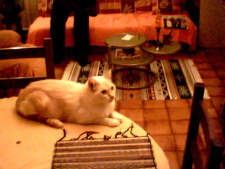 euh moi ou le chat ?